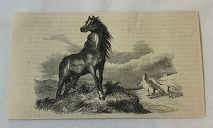 1851 magazine engraving ~ MAJESTIC HORSES