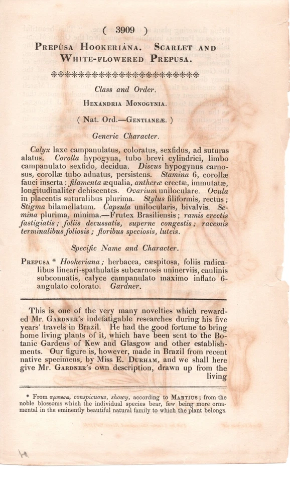 Impresión botánica Curtis 1841 Prepusa Hookeriana #3909 Brasil Serra dos Orgaos Foto 2 de 2