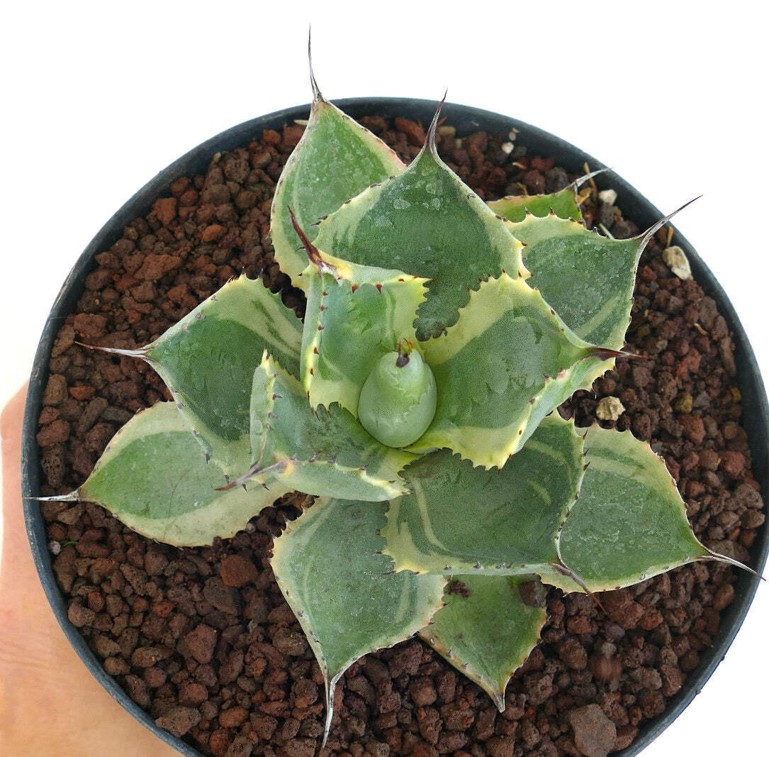 Agave isthmensis cv DELAWARE variegated ex NCS U.S.A. - VARIEGATE VARIEGATA  no t | eBay