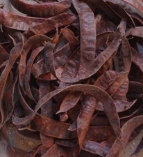 Honey Locust Tree Seed Pods-86 Count-NATURAL-ARTS/CRAFTS-NOT TREATED-Fall/Rustic