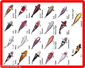 Koi Fish Chart