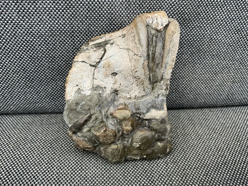 Fossil Krokodil Zahn + Wirbel seltener Jura Knochen, Whitby, Yorkshire, England - Bild 2 von 12