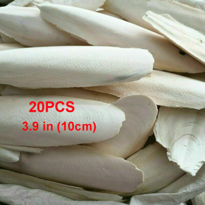 20 PCS Cuttlebone Cuttlefish Bone Sepia Cuttle Fish Pet Bird Food Calcium Set+