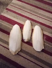 3 X Cuttlefish Bones.. Professionally Cleaned.. Ideal For Caged Birds