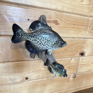 Crappie Fish Taxidermy Wall Mount Double Fish Display on Driftwood Plaque