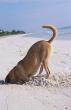 Dog Digging In The Sand YFS0265 Art Print A4 A3 A2 A1
