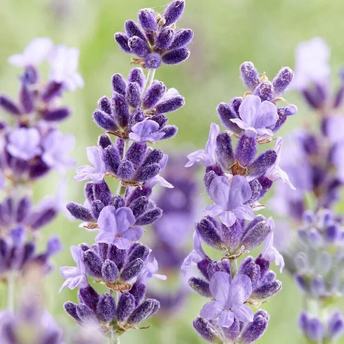 doTerra Adaptive Essential Oil Blend 15ml Exp.07/25 Wild Orange, Lavender, Mint - Picture 7 of 22