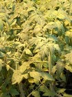 Lot of 2 MORTGAGE LIFTER TOMATO LIVE PLANTS 6 to 10 inches