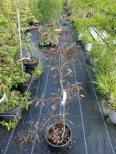 Midnight Feather Purple Beech Tree - Rare - Narrow Feathery Leaves 80/100cm (5L)