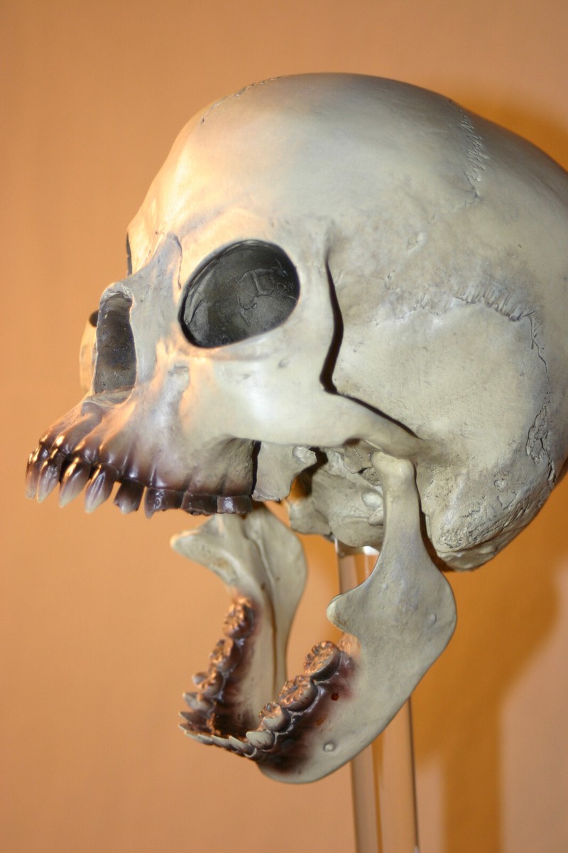 【未使用】VALIEM MONSTER MOUTH SKULL M VALIEM MONSTER MOUTH SKULL Mサイズ