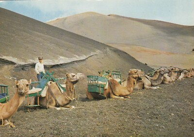 AK Kamel Taxi Stopp zum Besteigen des Feuerberges Lanzarote meine Ref MDA31