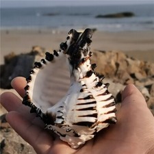 1PC Gestreift Natürlich Muschel Shell Aquarium See Snail Fisch Deko Landschaft