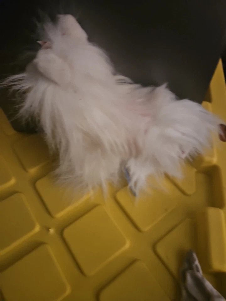 Ganz Webkinz White and Pink Yorkie Plush - Image 2 of 3