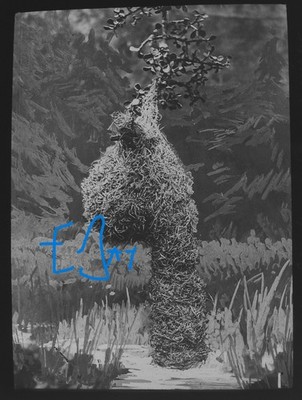 Foto EIN WEBERVOGELNEST UM 1910 Magisches Laternendia FRÜHVOGELSTUDIE