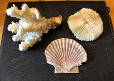 REAL Vtg Brown Stem Coral, Seashell, Mushroom Ocean Specimen Nautical Aquarium