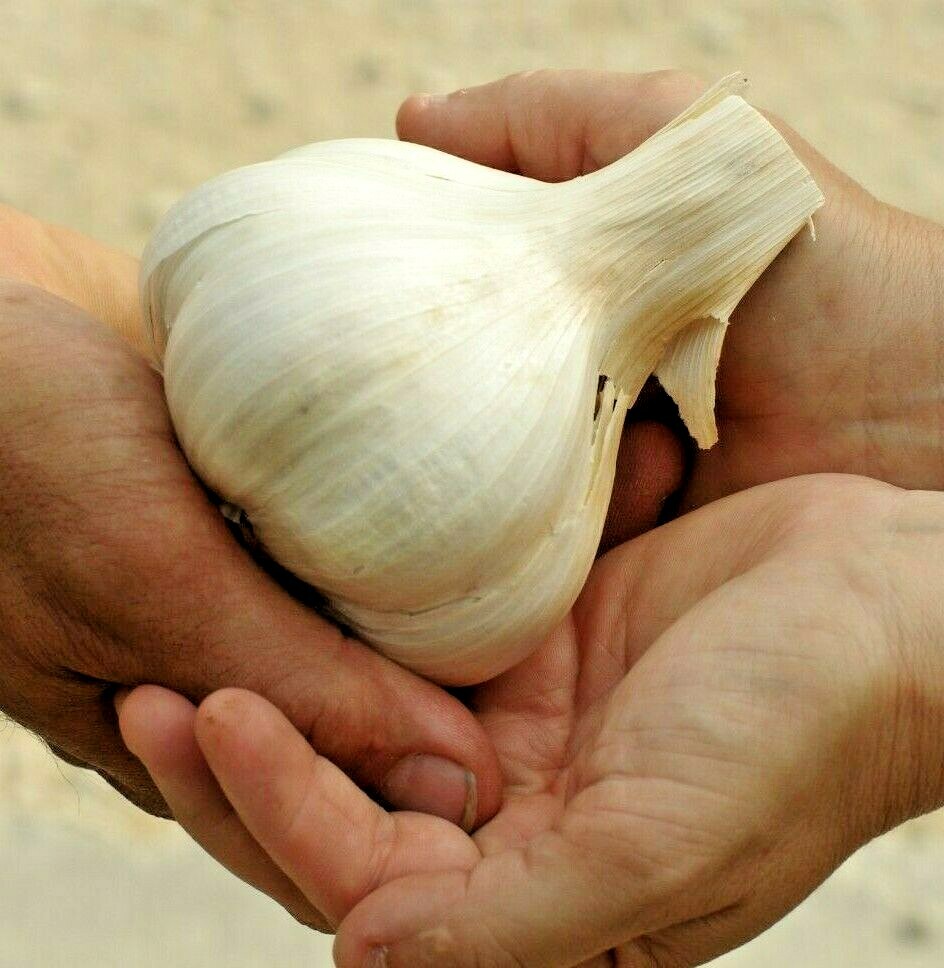 ☑️ ELEPHANT GARLIC 85g+ USA GROWN FRESH ORGANIC LARGE JUMBO SIZE CLOVE BEST DEAL