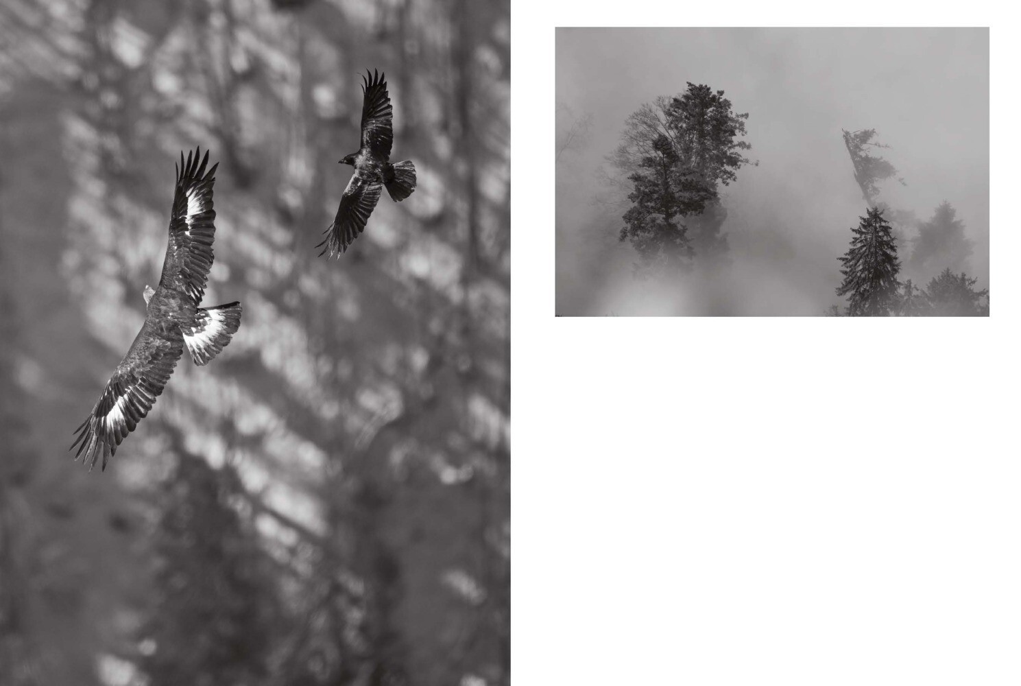 Thumbnail - Heinz M. Gut | Goden Eagles: Legendary Birds Of Prey | Buch | Englisch
