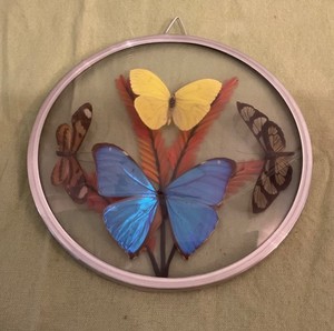 Butterflies Vintage | eBay