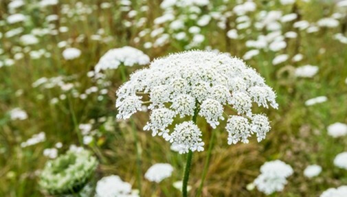 Daucus carota (Wild Carrot) - 100 seeds