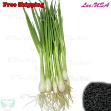 Green Onion, Evergreen Onion, Bunching Onion, Scallion Seeds | White Lisbon Seed