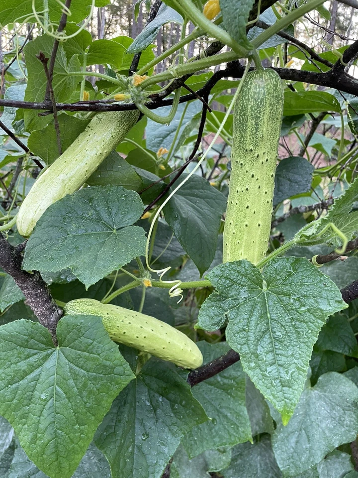 20 organic Asian White /Green Sweet Crisp Cucumber seeds (2025 summer) 新鲜水果黄瓜种子 - Image 4 of 4