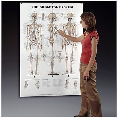 Anatomy Charts Online