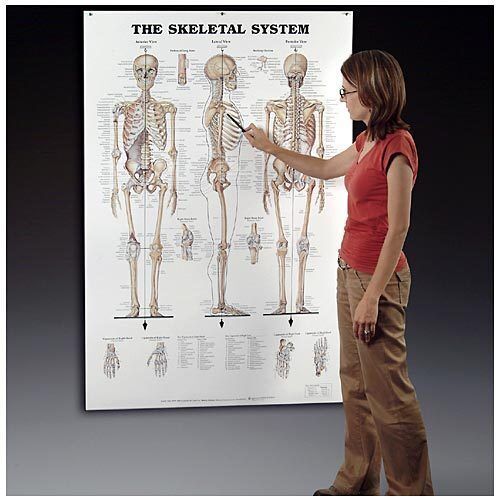 Giant Skeletal System Chart, Skeleton Charts Anatomical - Picture 1 of 1