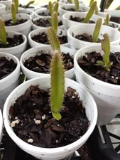 4  ROOTED DRAGON FRUIT SEEDLINGS RED & YELLOW MIX  3"-5" TALL  2 OLD YEAR PLANTS