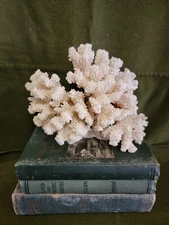Vintage Very Beautiful Large Natural Acropora White Coral 