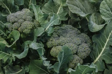 *NEW 2022* ORGANIC WALTHAM BROCCOLI 50 FRESH SEEDS