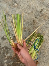 Vetiver Grass Life Plants Soil Erotion Control & Ornamental Use