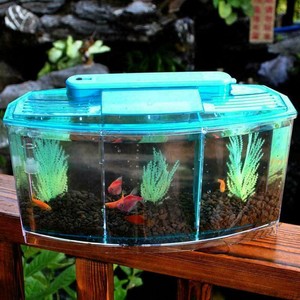 betta breeding tank