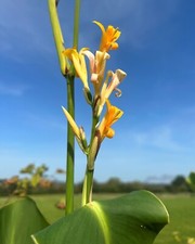 Canna Lily - EXOTIC 10 flower seeds- FREE DELIVERY