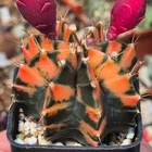Gymnocalycium mihanovichii 'Sumansiya'  20seeds  harvest 2025
