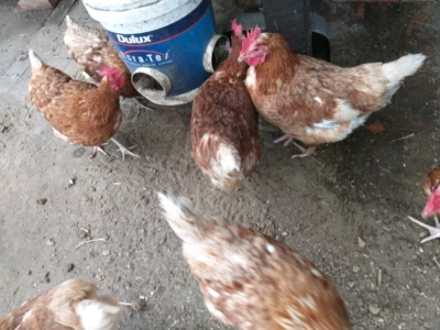 Isa Brown Chickens Birds Gumtree Australia Parramatta Area