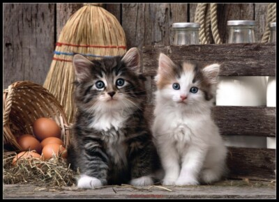 Lovely Kittens - DIY Chart Counted Cross Stitch Patterns Needlework embroidery  