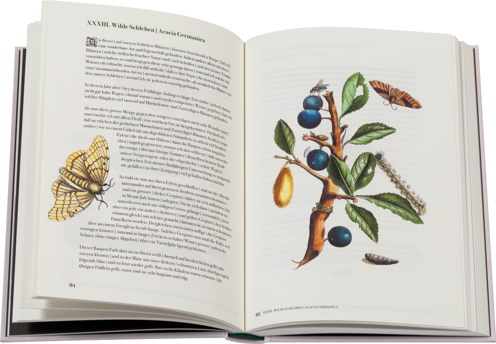 Thumbnail - Blüten, Raupen, Schmetterlinge Maria Sibylla Merian 9783968490038