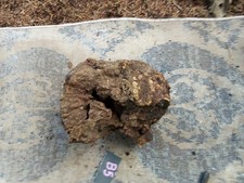  B5.  Manzanita Root Burl wood Projects