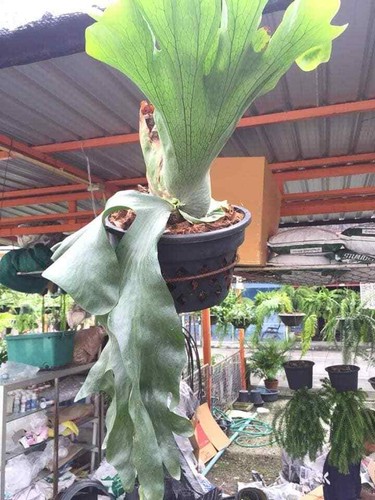 Staghorn Fern spore Platycerium grande 2000 - 3000 spore + FREE CERTIFICATE  - Picture 2 of 6