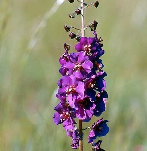 Verbascum phoeniceum Violet (Mullein) - 100 seeds