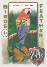 2021 ALLEN & GINTER BIRDS OF A FEATHER - SCARLET MACAW #BOF-3