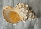 Large Natural Seashell 10-11" Jumbo Conch Shell for Wedding DIY Decor Color — photo 3