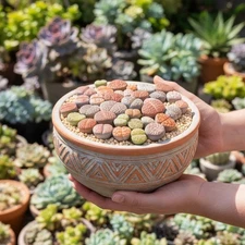 Mixed Lithops Succulent Seeds, Lithops Pseudotruncatella , 100 Pcs/pack
