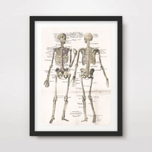 Human Skeleton Wall Chart