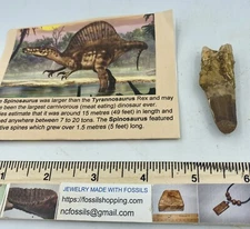 Spinosaurus 2 1/4” Tooth Dinosaur Fossil before T Rex Cretaceous N2