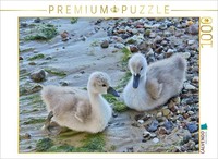 Calvendo Puzzle Young Mute Swans On A Baltic Sea Beach. | 1000 Pieces, Finished