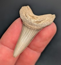 Beautiful Bright Mako Shark Tooth North Carolina Gem