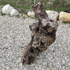 Vieille souche olivier  centenaire pour résine epoxy