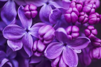 100 Purple Lilac Seeds for Planting Stunning Purple Flower