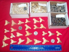 4 fossil shark teeth. Fossil Otodus shark tooth, A grade plus, dino, stingray